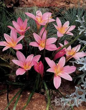 луковици на зефирантес 