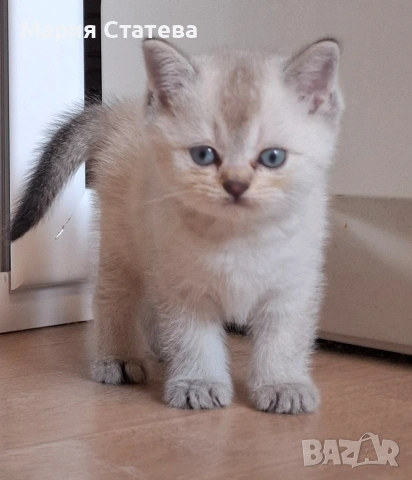 Британска късокосместа , снимка 2 - Британска късокосместа - 54084870