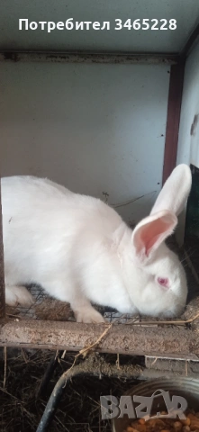 Зайка Цика, снимка 2 - Други - 53617861