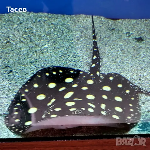 Скат хибрид блек даймънд 16-18см