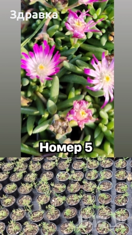 Делосперма 6 цвята , снимка 5 - Градински цветя и растения - 50675838