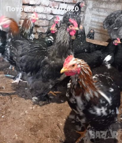 Петли, снимка 7 - Кокошки и пуйки - 54017467