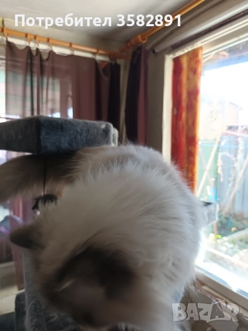 Наталия, снимка 4 - Персийска - 52590689