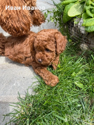 Той мини пудел, снимка 7 - Пудели - 54253460