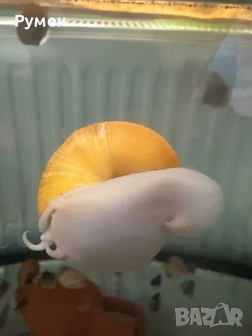 продавам охлюви ампулария , снимка 1