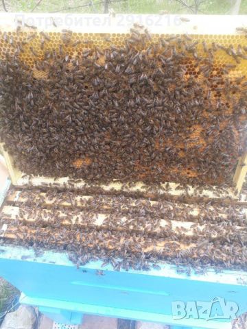 Пчелни отводки 2024г.                        , снимка 1 - За пчели - 45974508