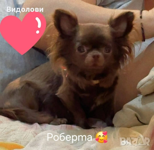 Дългокосместо мини чихуа мъжко , снимка 7 - Чихуахуа - 54295668