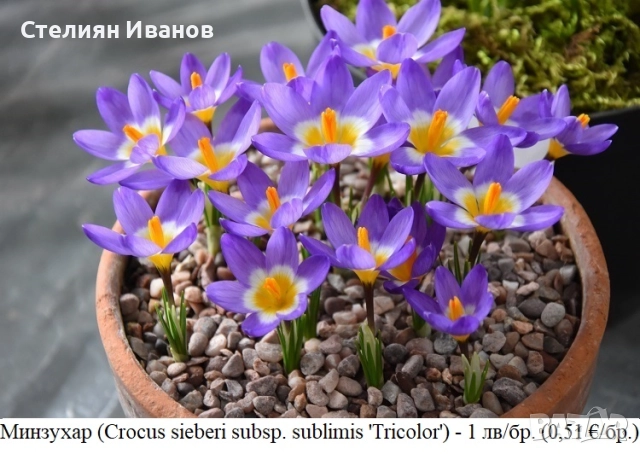 Минзухар (Crocus sieberi subsp. sublimis 'Tricolor') - луковици