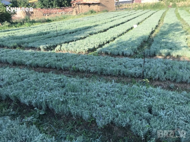 Резници лавандула , снимка 4 - Разсади - 53500410