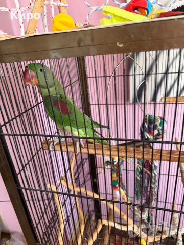 Голям Александър с клетка , снимка 4 - Папагали - 53729907