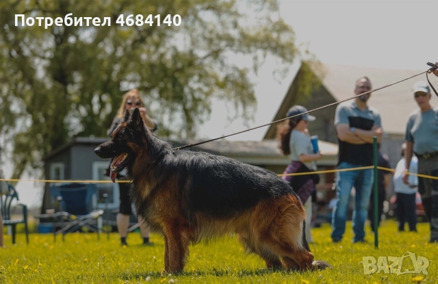 Немска овчарка с дълъг косъм с родословие , снимка 7 - Немска овчарка - 52807212