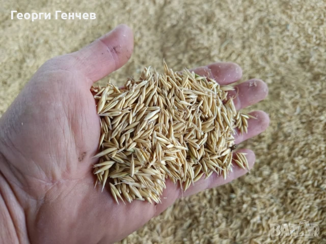 Продавам Пшеница и Овес, реколта 2025г., снимка 5 - За селскостопански - 51316517