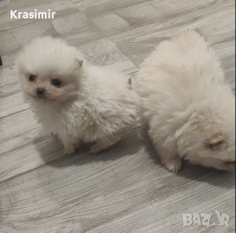 померанчета-минишпиц, снимка 3 - Шпиц - 53698791