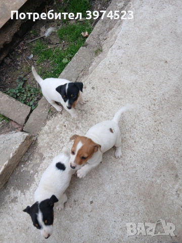 Джак ръсел , снимка 3 - Джак ръсел териер - 53719399