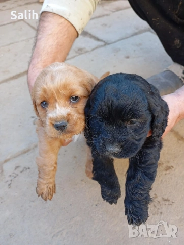 кокер шпаньол 