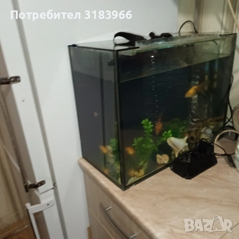 голям аквариум с рибки оборудван 50 х 40 х 24, снимка 12 - Аквариуми - 53830698