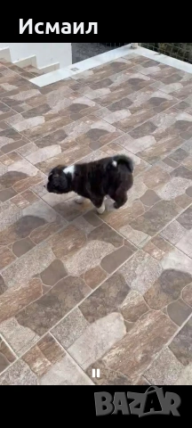 Здравейте малко мъжко кученце Акита, снимка 8 - Акита ину - 53844541