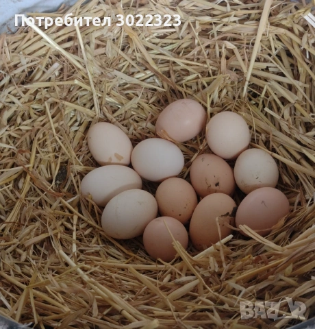 Домашни яйца