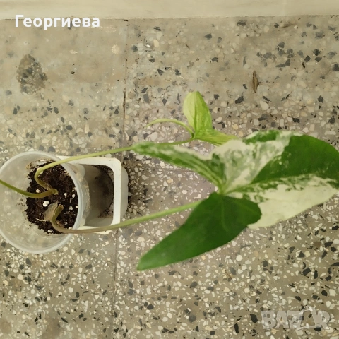 сингониум, филодендрон, сциндапсус , снимка 7 - Стайни растения - 51061139