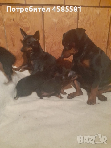 Чистокръвни немски пинери, снимка 14 - Пинчер - 52995417