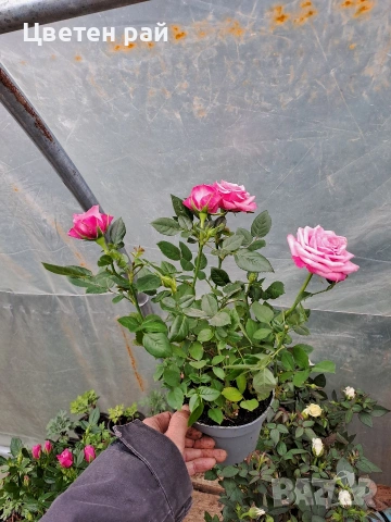 Мини рози два цвята розов и бял 