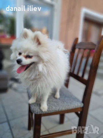 Померан , снимка 1
