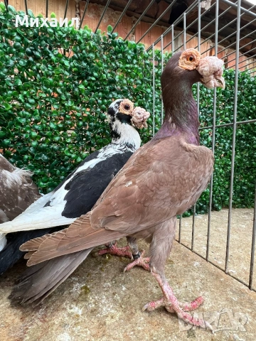 Кариери, Пощи Опал, снимка 3 - Гълъби - 53406856