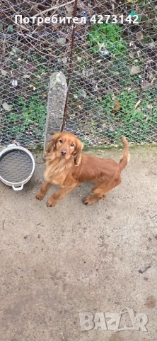 Кокер+ лагото, снимка 5 - Кокер шпаньол - 53256978