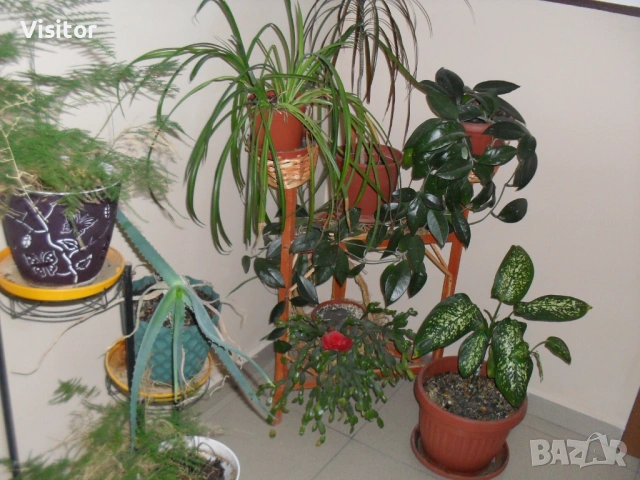 фотоапарат SAMSUNG ES10   8.1 MpX, снимка 16 - Фотоапарати - 53355015