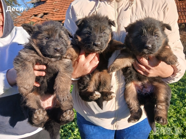 дългокосмести немски овчарки, снимка 7 - Немска овчарка - 52960638