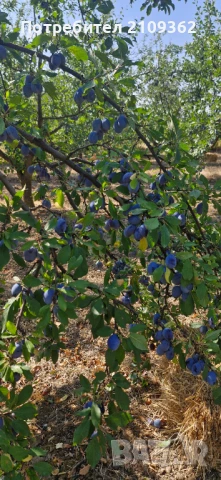 Продавам сини сливи сорт Стенлий, снимка 1