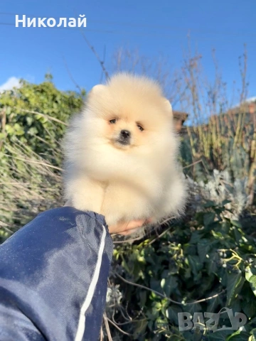 Померан мини момче. Померанче, снимка 8 - Померан - 53624474