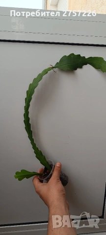 Disocactus crenatus, снимка 3 - Стайни растения - 54187692