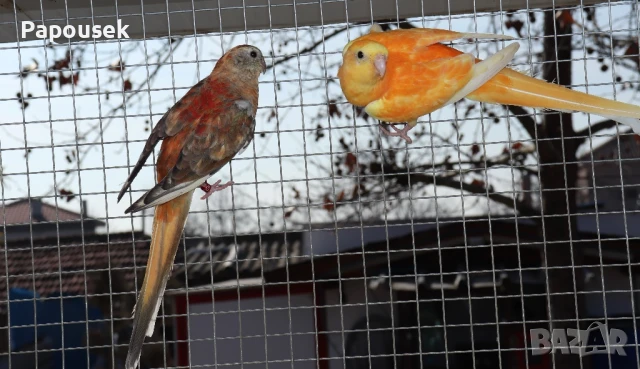 Работещи двойки Пойни Папагали , снимка 11 - Папагали - 50786813