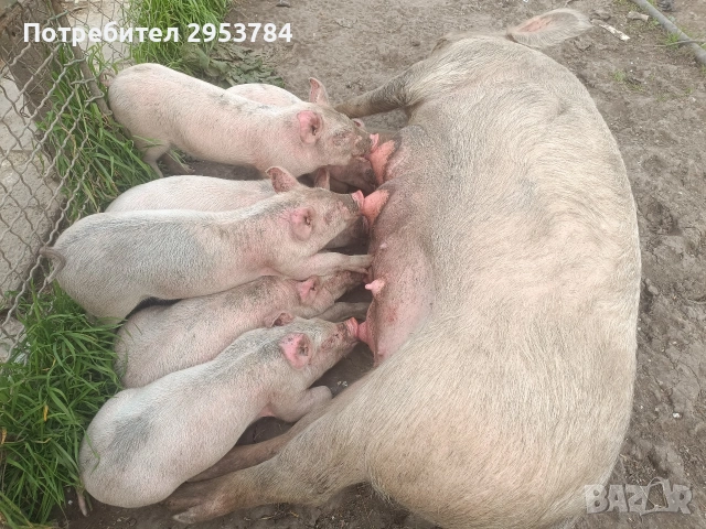 домашни прасета.