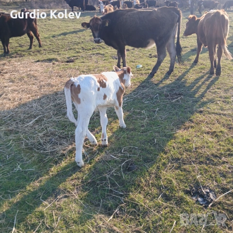 Телета , снимка 9 - Крави - 53837055