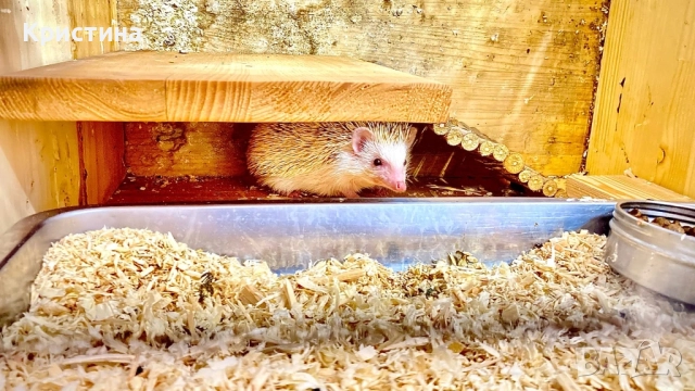 Декоративно таралежче, снимка 3 - Други - 51857427