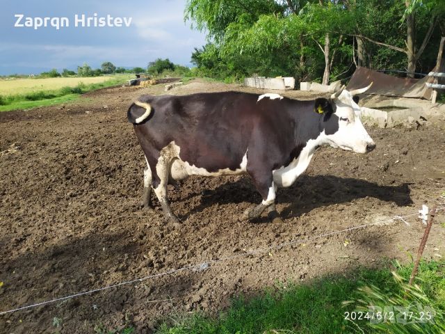 продавам говеда, снимка 9 - Крави - 46125864