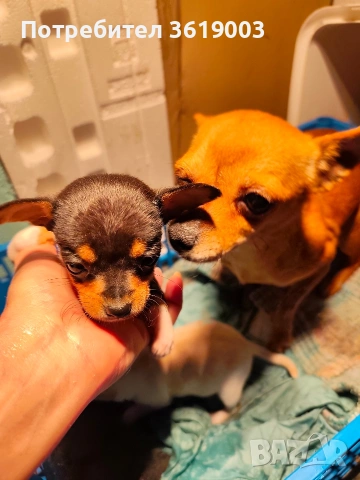 Той пинчер, мини ( джобен ) пинчер , снимка 7 - Пинчер - 53306474
