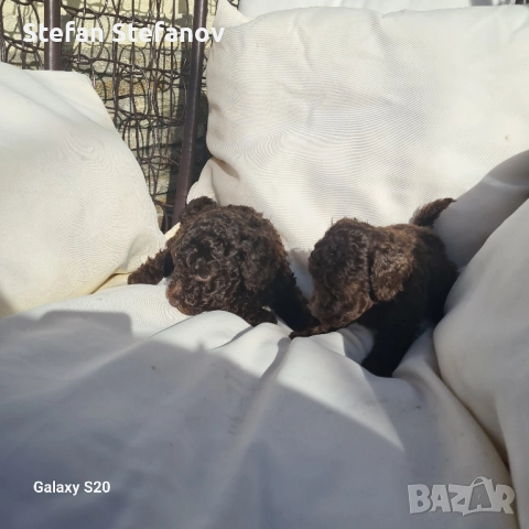 Пудели шоколад