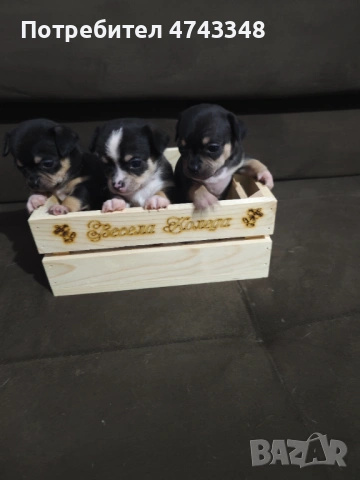 Свободни Чихуахуа 