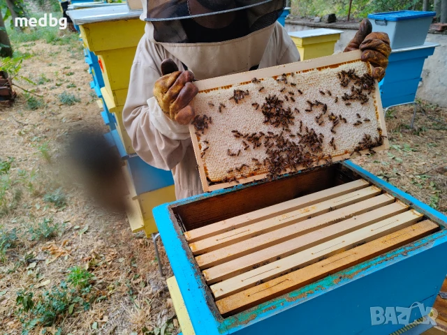 Пчелна рамка с мед, снимка 4 - Пчелни продукти - 51239669