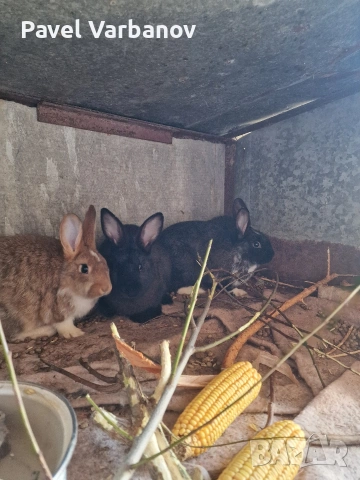 Продавам зайци калифорнийски, снимка 4 - Други животни - 53827531