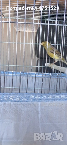 Мъжки Канари Орфей 2025г., снимка 5 - Канари - 53662815