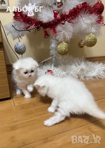 Шотландски котета, снимка 6 - Британска късокосместа - 53060977