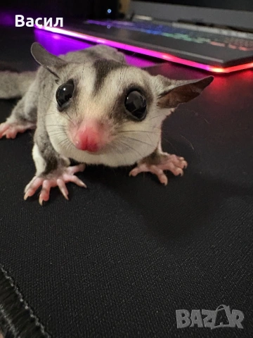 Захарна катеричка - Мъжка, снимка 2 - Други - 53886448