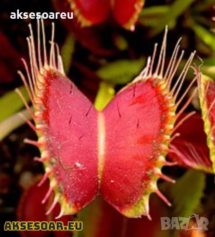 100 семена Венерина мухоловка Dionaea muscipula Семена Мухоловка Бонсай месоядно растение яде насеко, снимка 3 - Сортови семена и луковици - 46364658