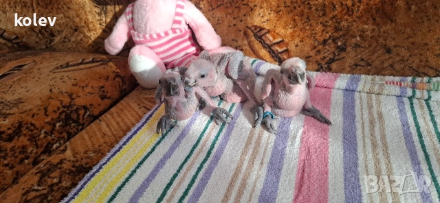 Папагали Синьочела амазона/бебета, снимка 4 - Папагали - 54095247