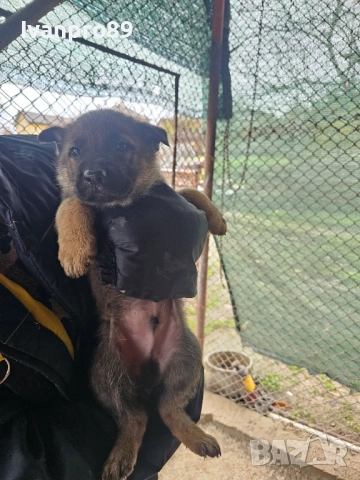 Продавам немски овчарки, снимка 5 - Немска овчарка - 52590063