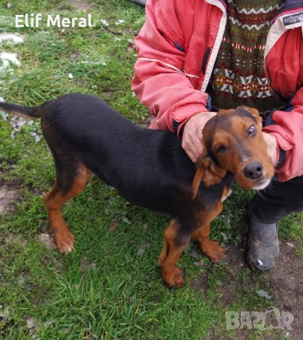 Ловно куче гонче, снимка 2 - Гонче - 53164333